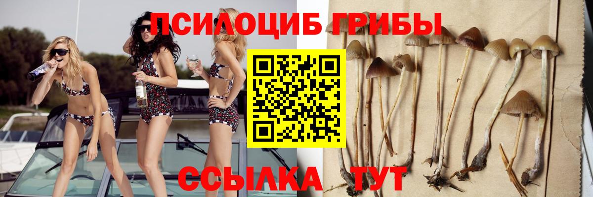 Галлюциногенные грибы Psilocybe  Вход с VPN  Великие Луки 